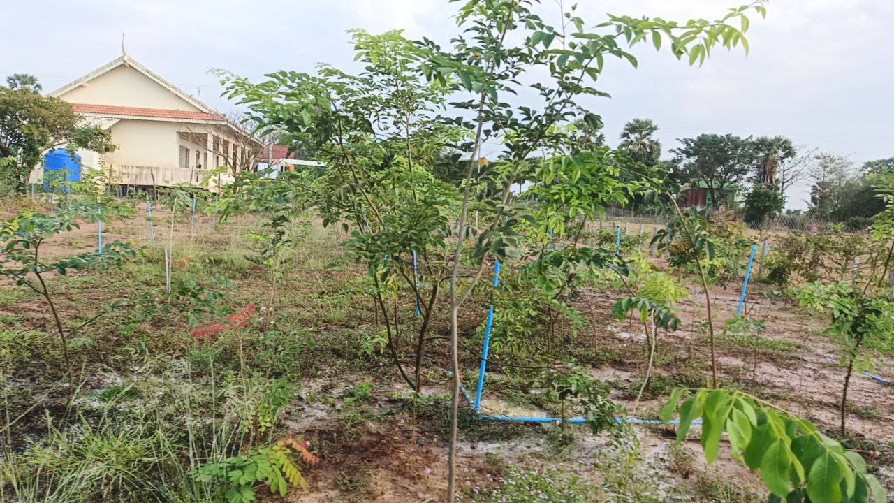 In Just A Few Short Months, Our Tiny Forest Is Thriving Beautifully!